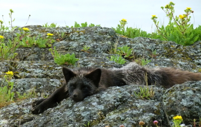 Relaxed, slumping black fox. Photo by Alex Shapiro.